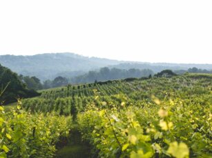 Gallery, Dahlonega Resort and Vineyard